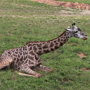 Heart of Africa - Giraffe