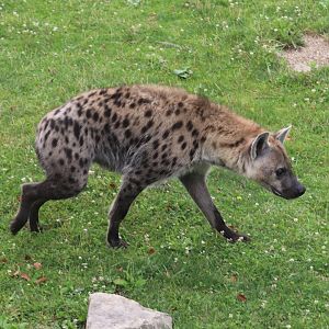 Heart of Africa - Spotted Hyena