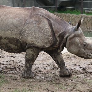Asia Quest - Indian Rhino