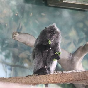 Asia Quest - Silvered Leaf Langur