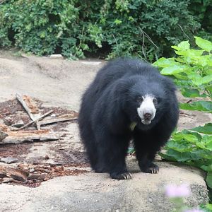Asia Quest - Sloth Bear