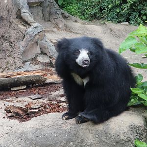 Asia Quest - Sloth Bear