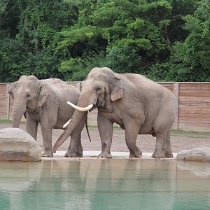 Asia Quest - Asian Elephant