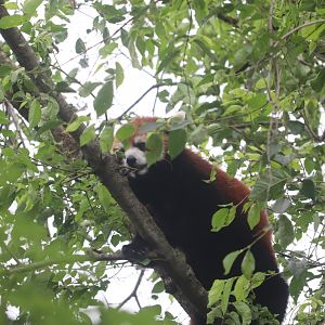 Asia Quest - Red Panda