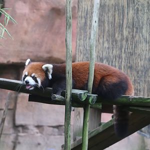 Asia Quest - Red Panda