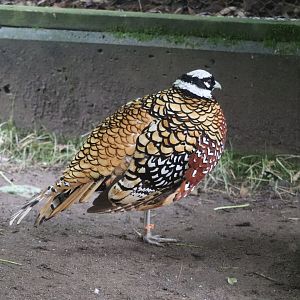 Asia Quest - Reeves's Pheasant