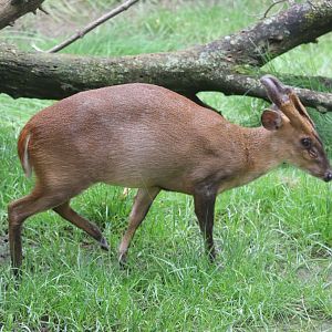 Asia Quest - Reeves's Muntjac