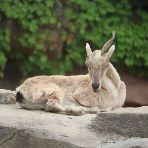 Asia Quest - Markhor