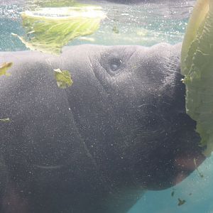 Shores - Florida Manatee