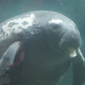 Shores - Florida Manatee