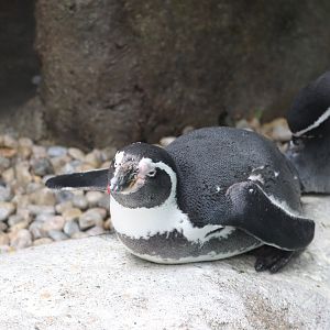 Shores - Humboldt Penguin