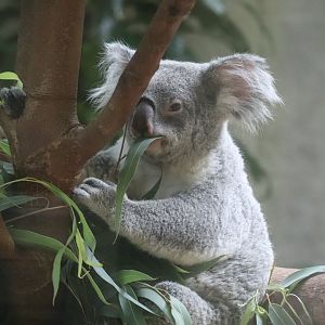 Australia and The Islands - Koala