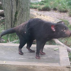 Australia and The Islands - Tasmanian Devil