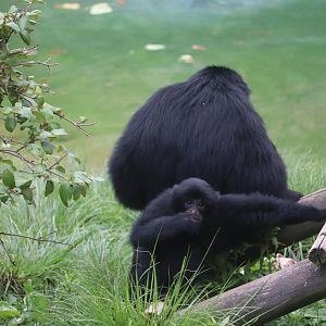 Australia and The Islands - Siamang
