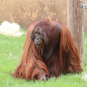 Australia and The Islands - Bornean Orangutan