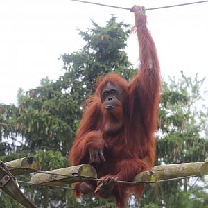 Australia and The Islands - Bornean Orangutan
