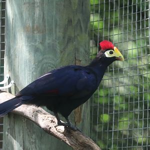 Congo Expedition - Lady Ross's Turaco