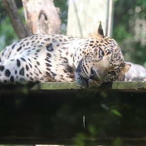 Congo Expedition - Leopard