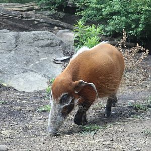 Congo Expedition - Red River Hog