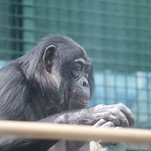 Congo Expedition - Bonobo