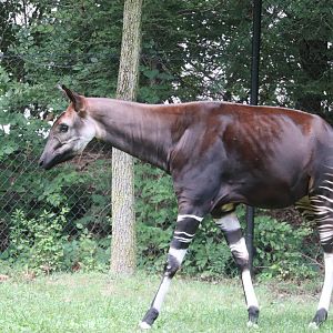 Congo Expedition - Okapi