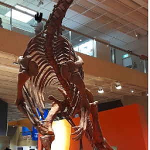 Muttaburrasaurus langdoni "Mutt" - Queensland Museum
