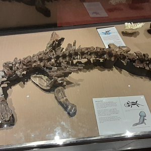 Siderops kehli - Queensland Museum