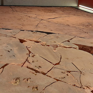 Dinosaur Tracks - Queensland Museum