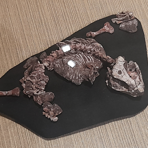 Procolophonid - Queensland Museum