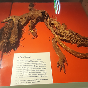 Perentie and Echidna - Queensland Museum