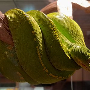 Green Tree Python - Queensland Museum