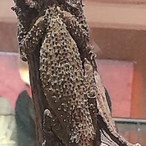 Leaf-Tailed Gecko - Queensland Museum