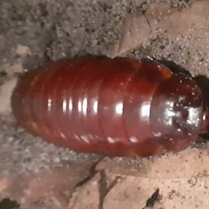 Giant Burrowing Cockroach - Queensland Museum
