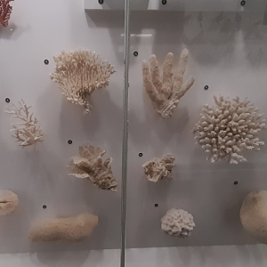 Coral Display - Queensland Museum
