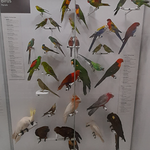 Parrot Display - Queensland Museum