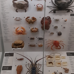 Crustacean Display - Queensland Museum