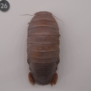 Bathynomus kapala Giant Isopod - Queensland Museum