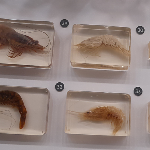 Shrimps - Queensland Museum