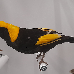 Regent Bowerbird - Queensland Museum