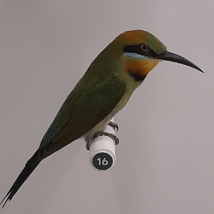 Rainbow Bee-Eater - Queensland Museum