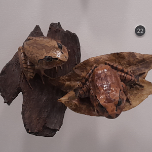 Great Barred River Frog - Queensland Museum