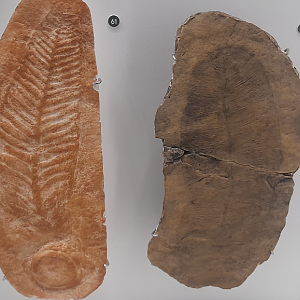 Charniodiscus and Dickinsonia elongata - Queensland Museum