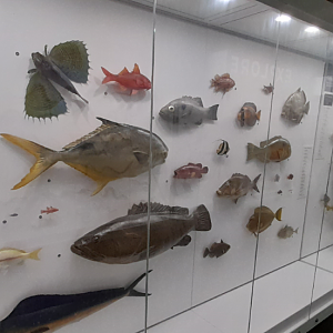 Fish Display - Queensland Museum