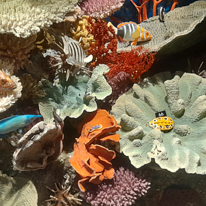 Coral Reef Display - Queensland Museum