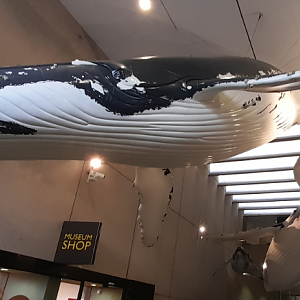 Humpback Whales - Queensland Museum