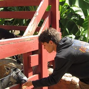 MonkeyBat Meets Goat