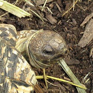 Leopard Tortoise