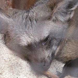 Bat Eared Fox