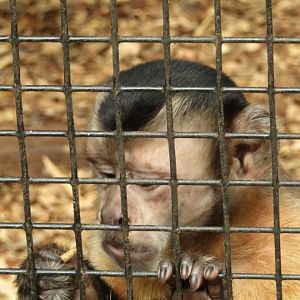 Tufted Capuchin