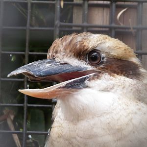 Laughing Kookaburra